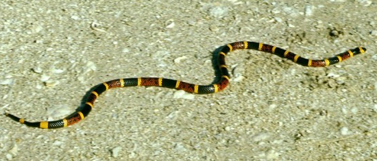 rubber snake
